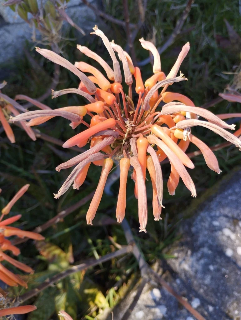 Aloe Saponaria