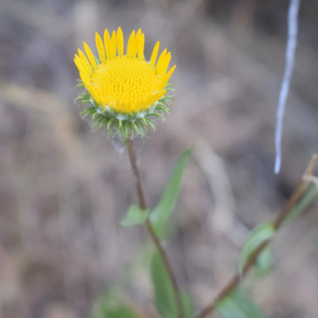 Grindelia Hirsutula