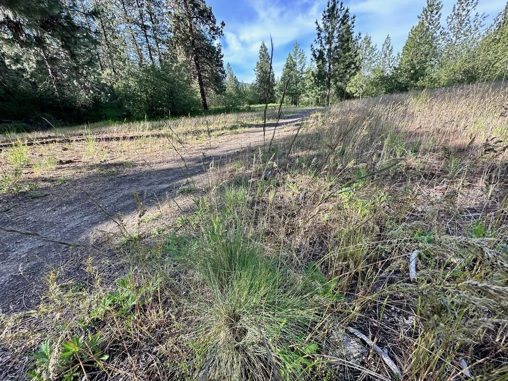 Festuca Idahoensis