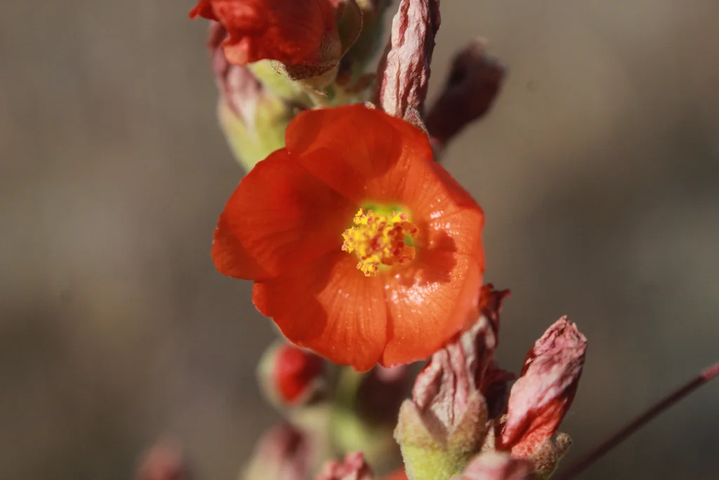Sphaeralcea Munroana