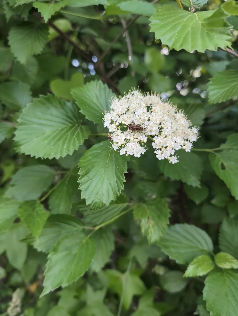 Viburnum Dentatum