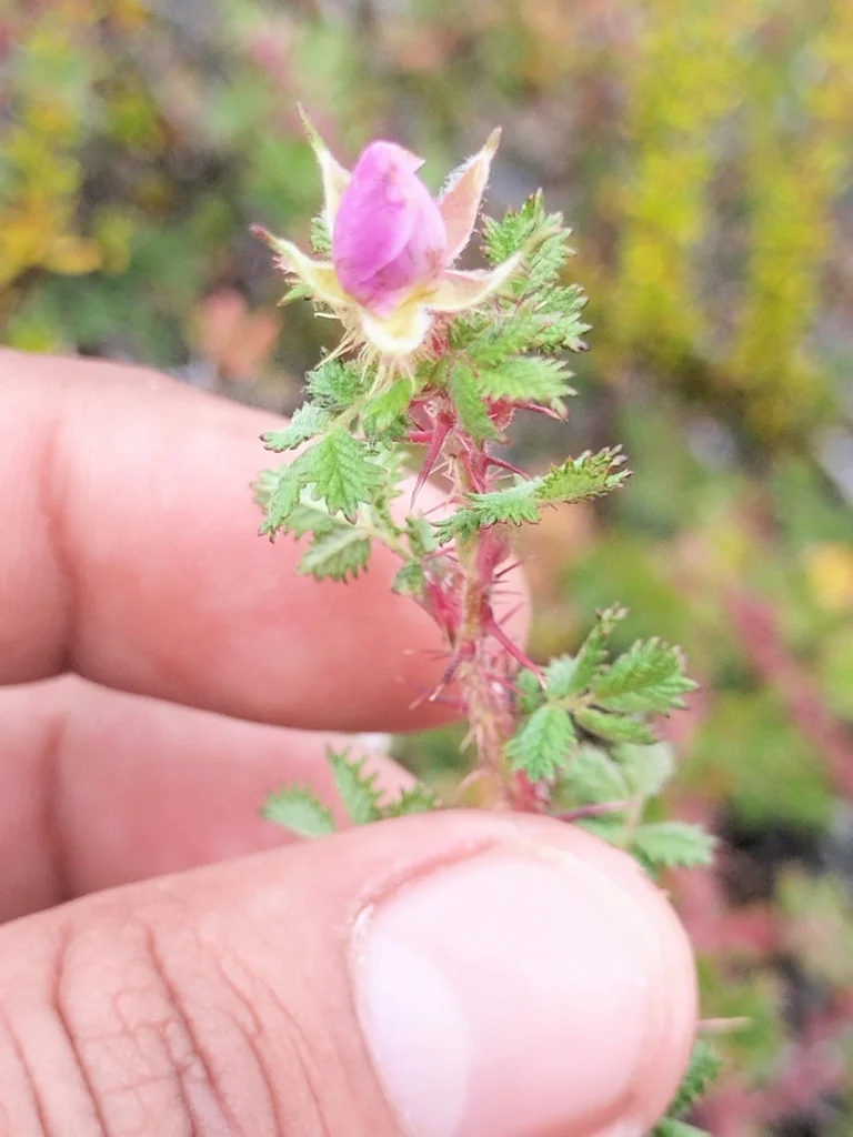 Rosa Minutifolia
