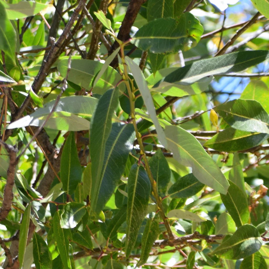 Salix Laevigata