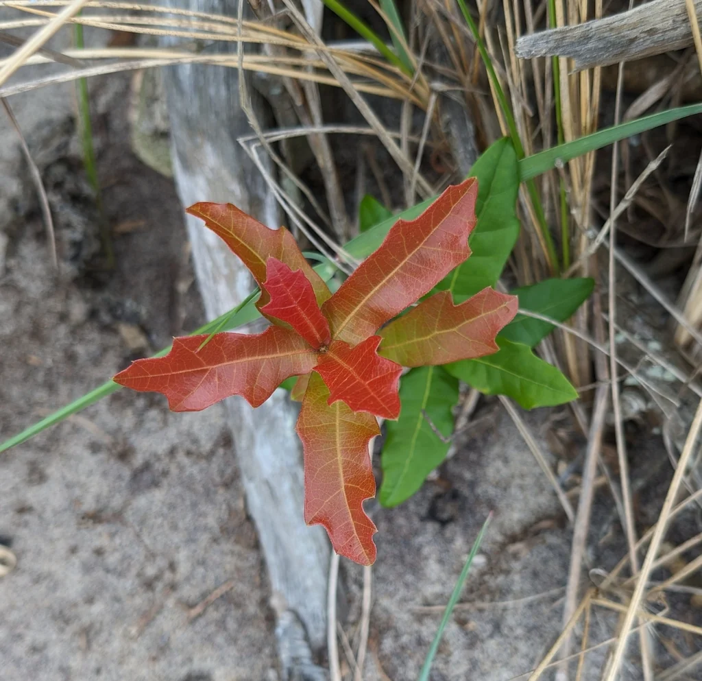 Quercus Hemisphaerica