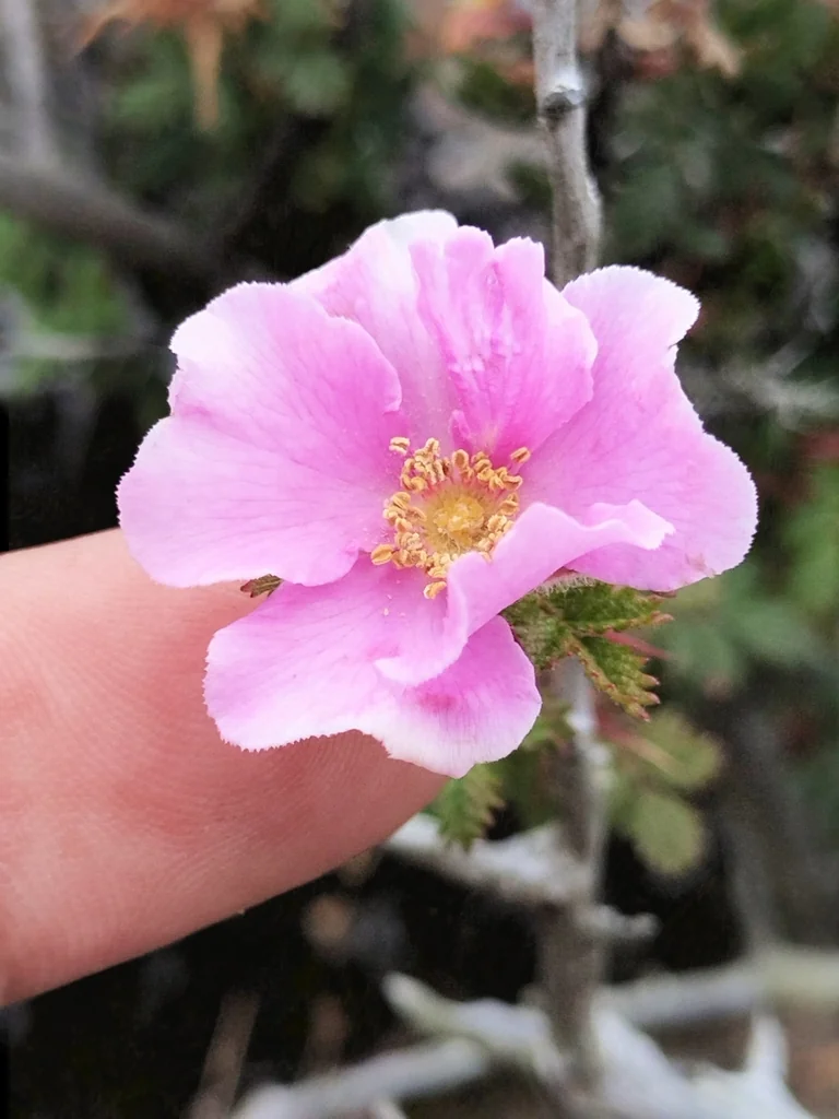 Rosa Minutifolia