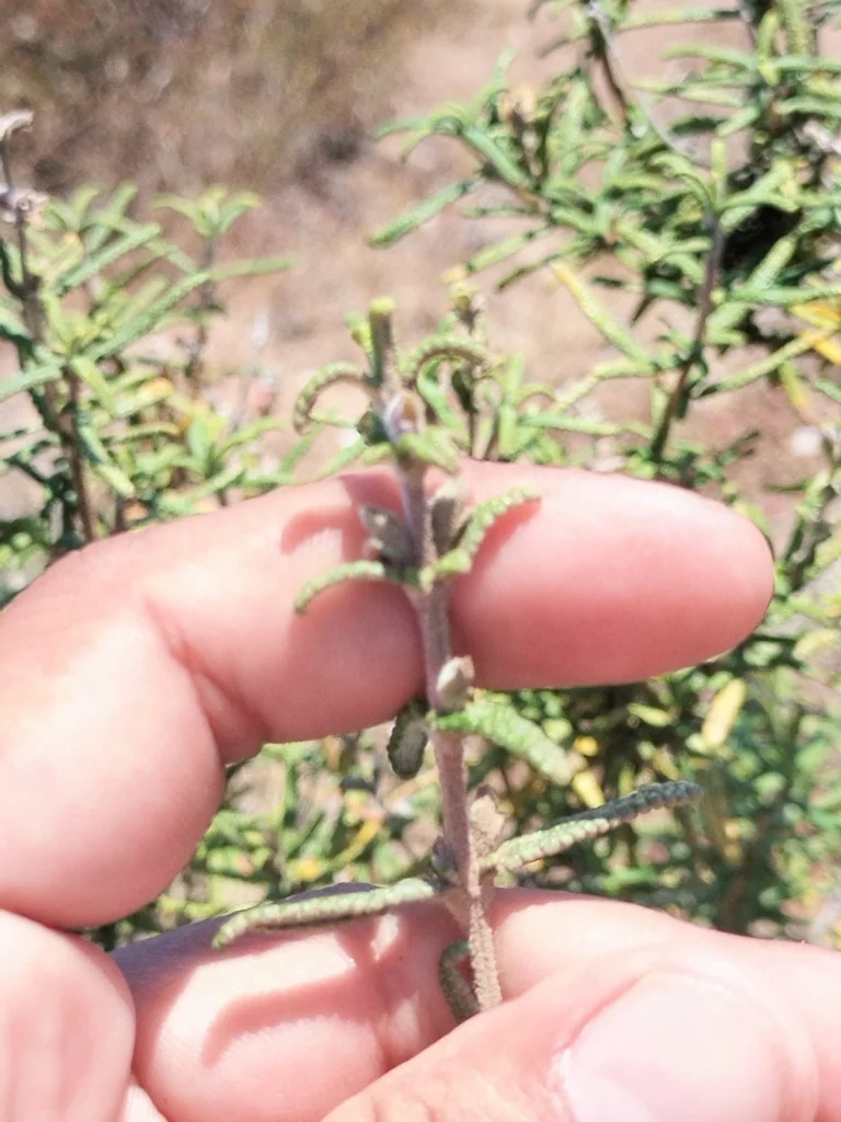 Salvia Brandegeei