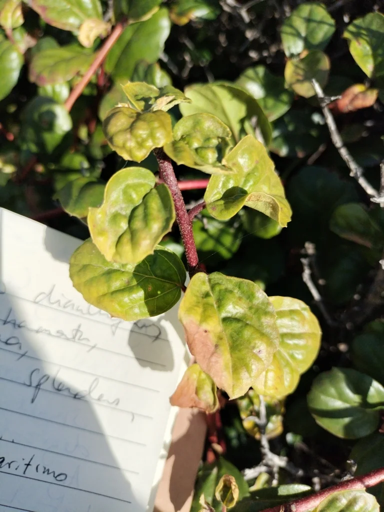 Ribes Viburnifolium