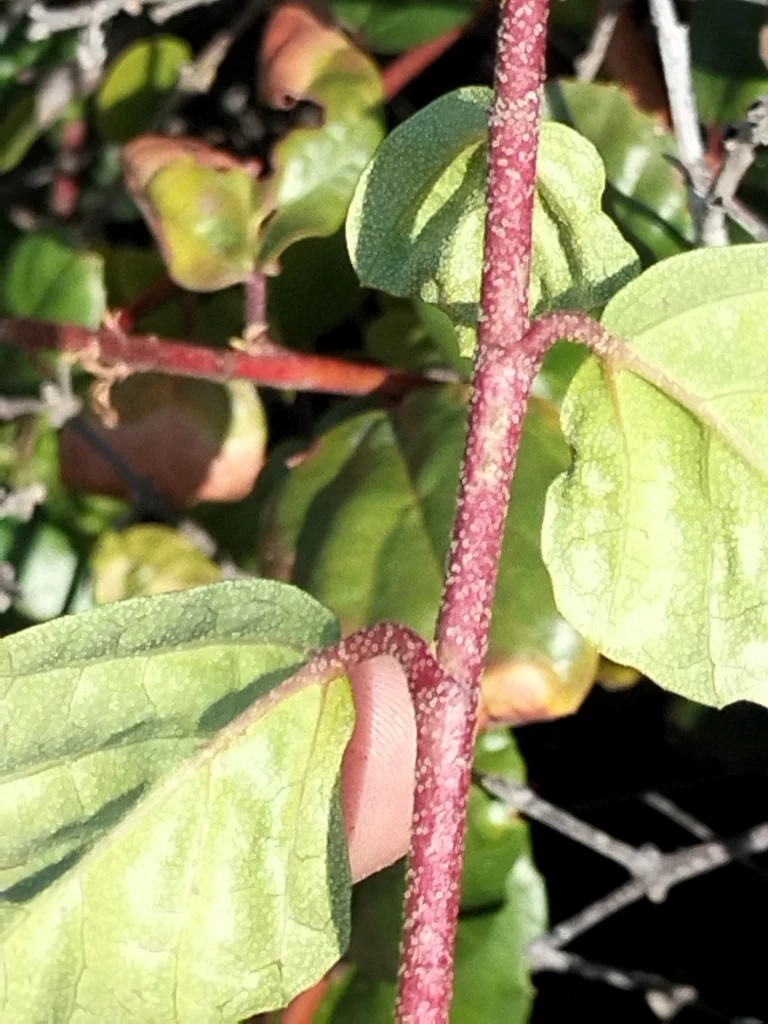 Ribes Viburnifolium