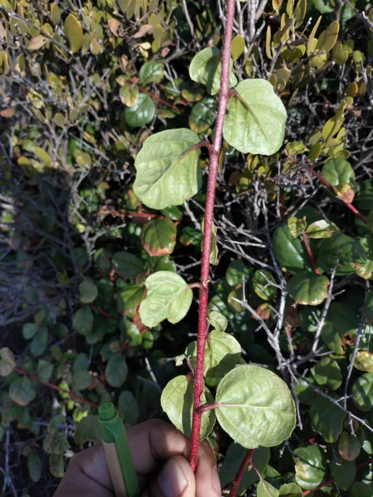 Ribes Viburnifolium