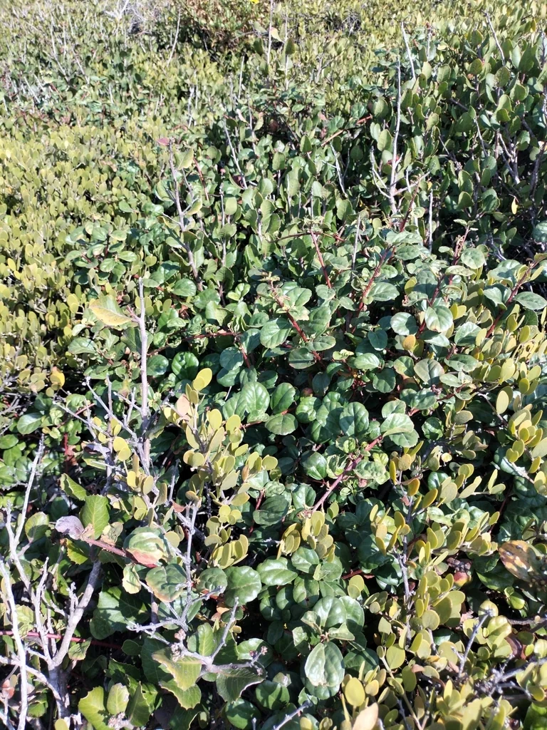 Ribes Viburnifolium