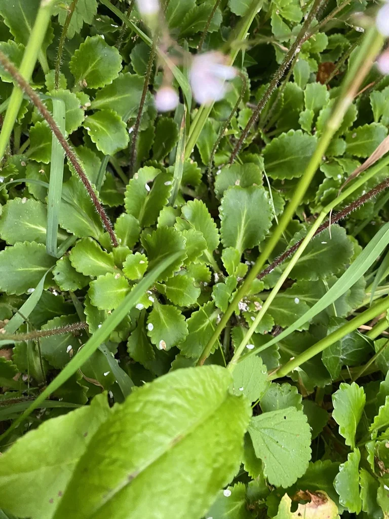 Saxifraga X Urbium