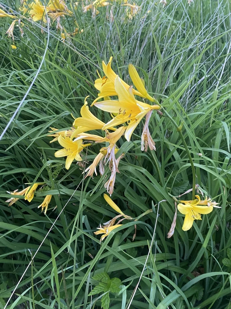 Hemerocallis Lilioasphodelus