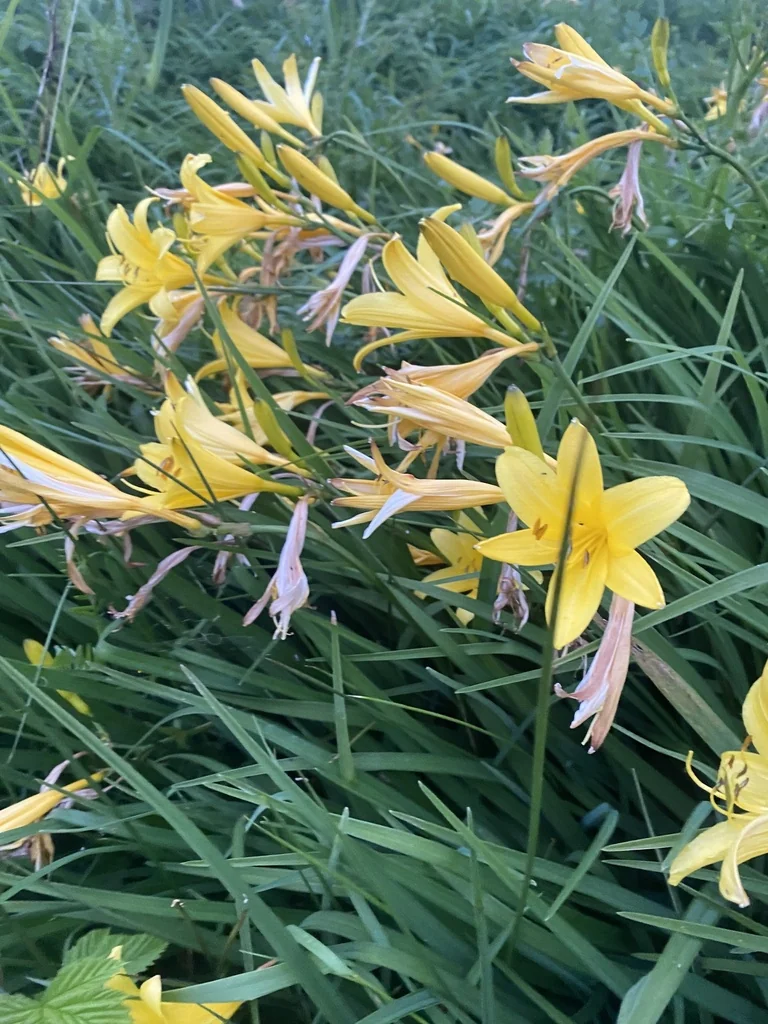 Hemerocallis Lilioasphodelus