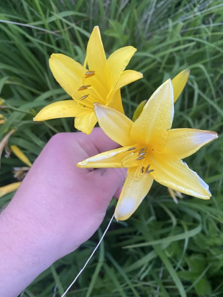 Hemerocallis Lilioasphodelus