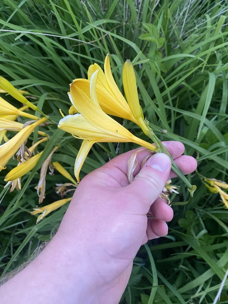 Hemerocallis Lilioasphodelus
