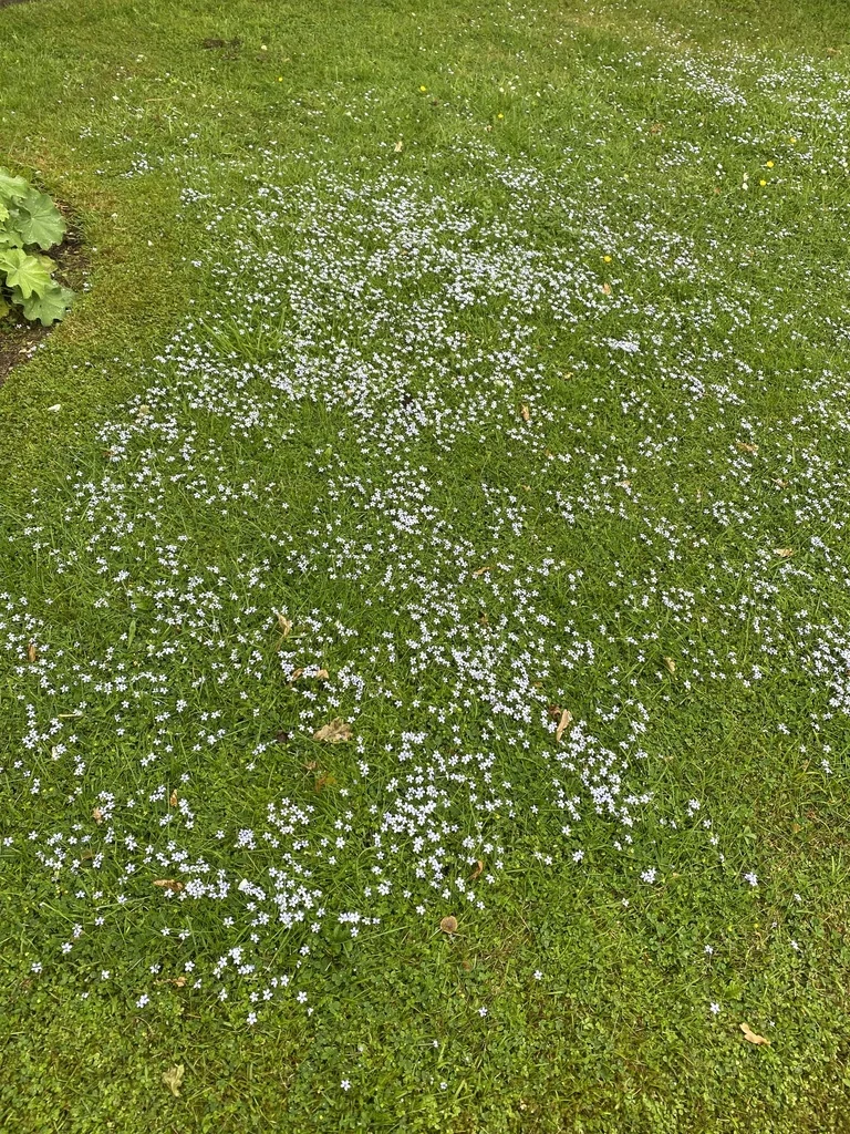 Pratia Pedunculata