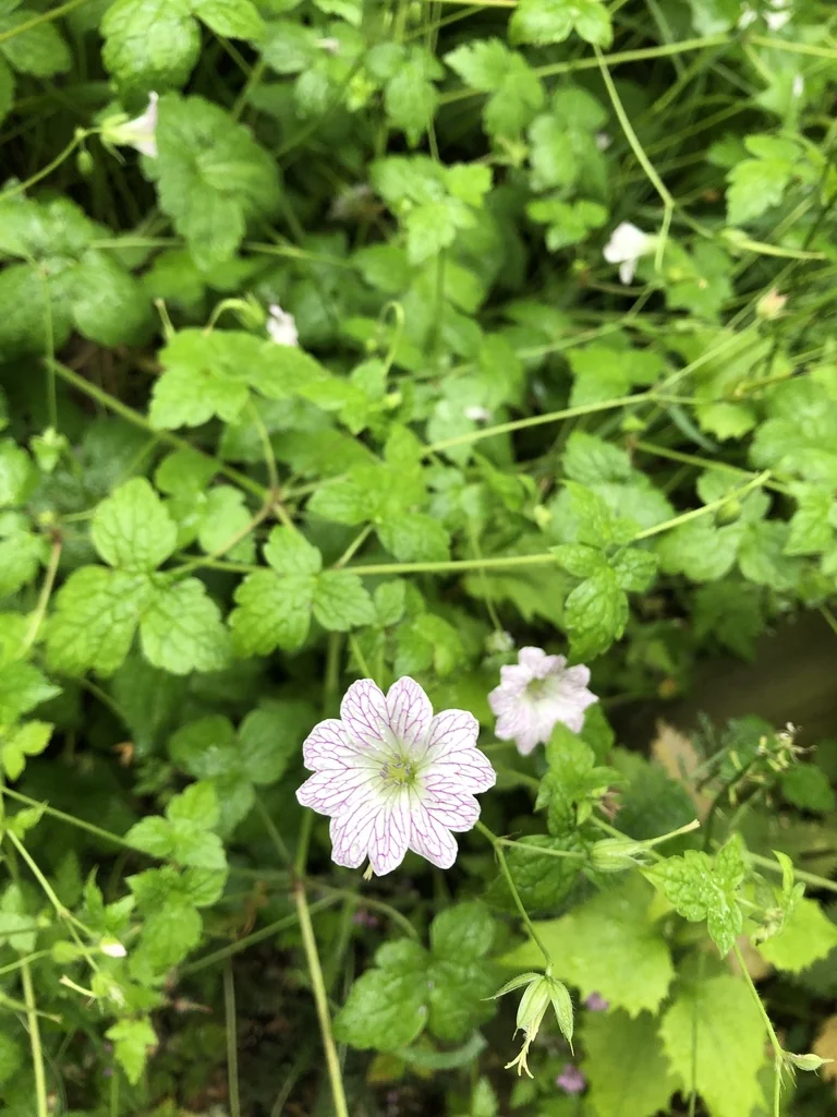 Geranium Versicolor