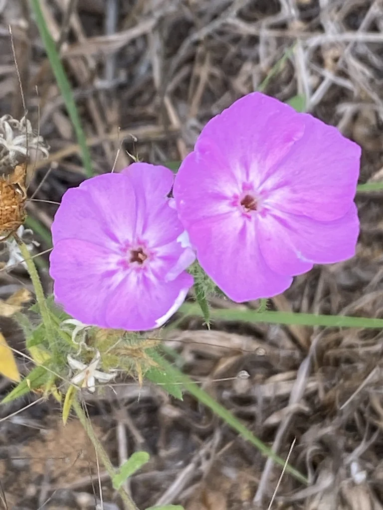 Phlox drummondii