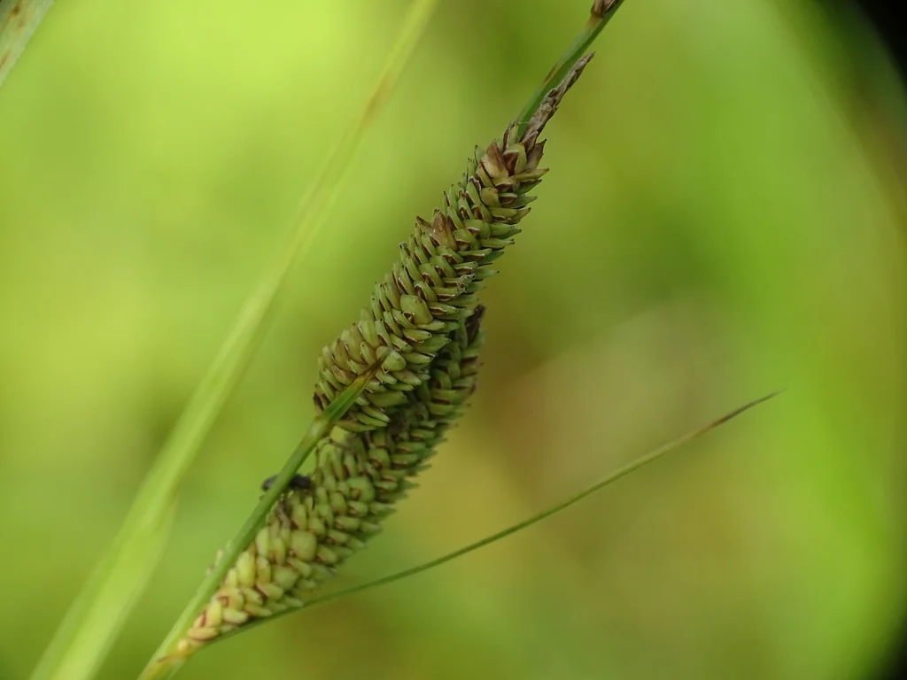Carex Stricta