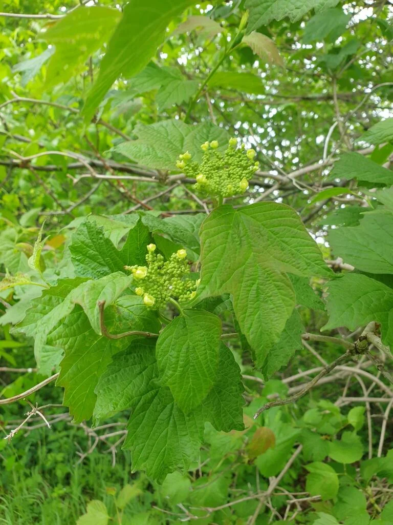 Viburnum Opulus Var. Americanum