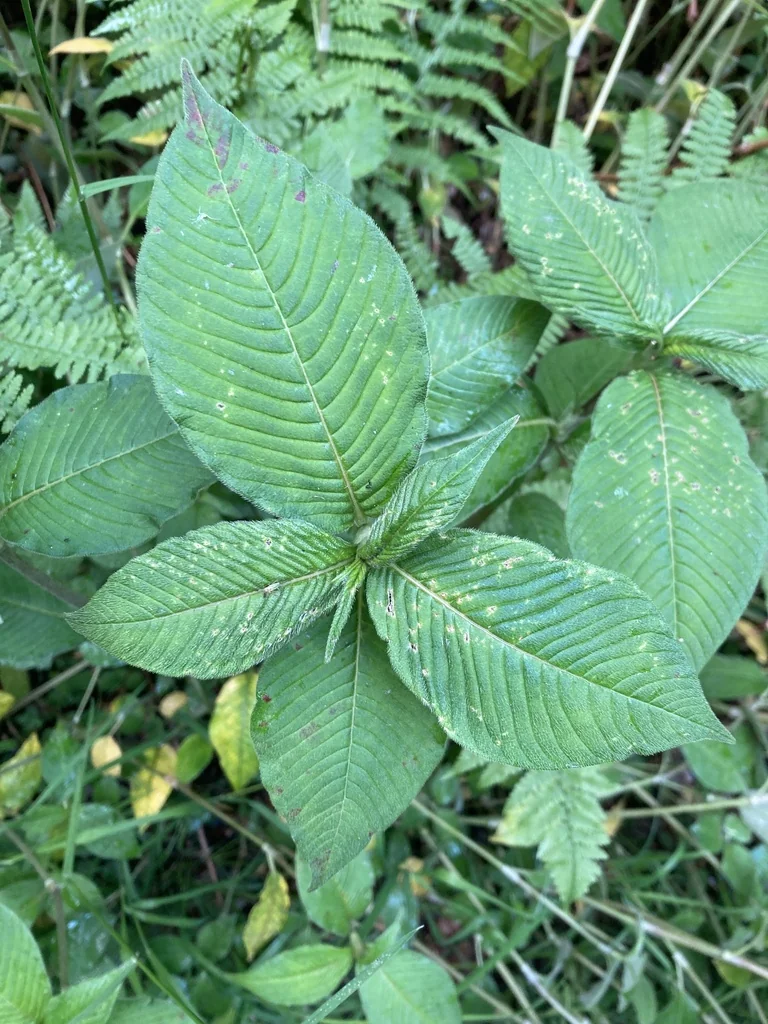 Persicaria Campanulata