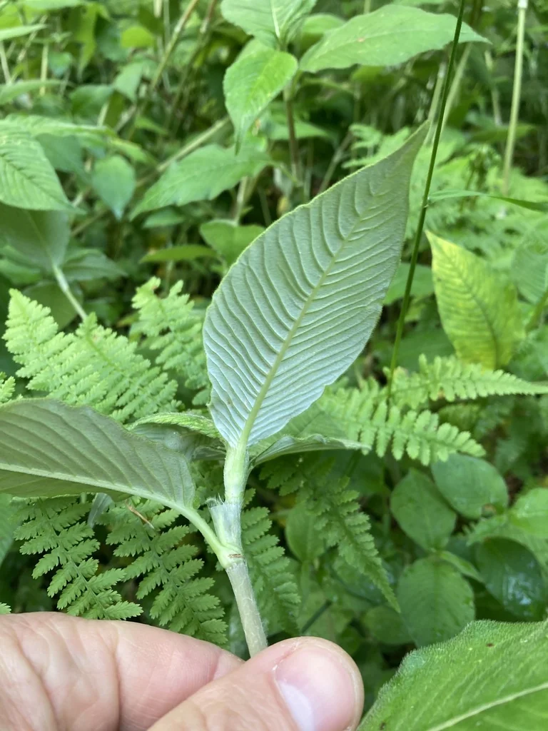 Persicaria Campanulata