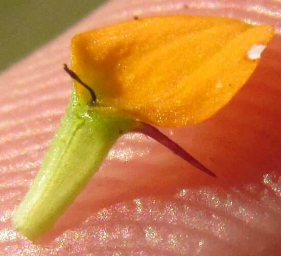 Sanvitalia procumbens
