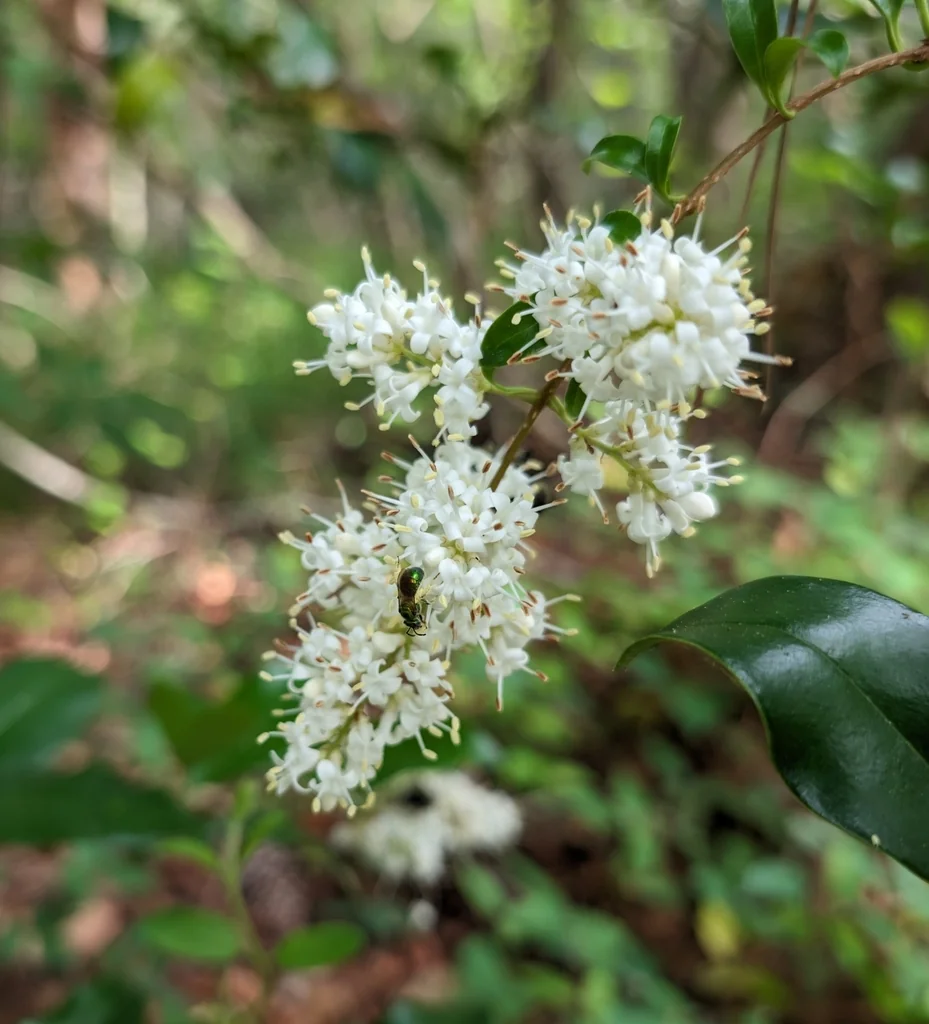 Ligustrum Japonicum