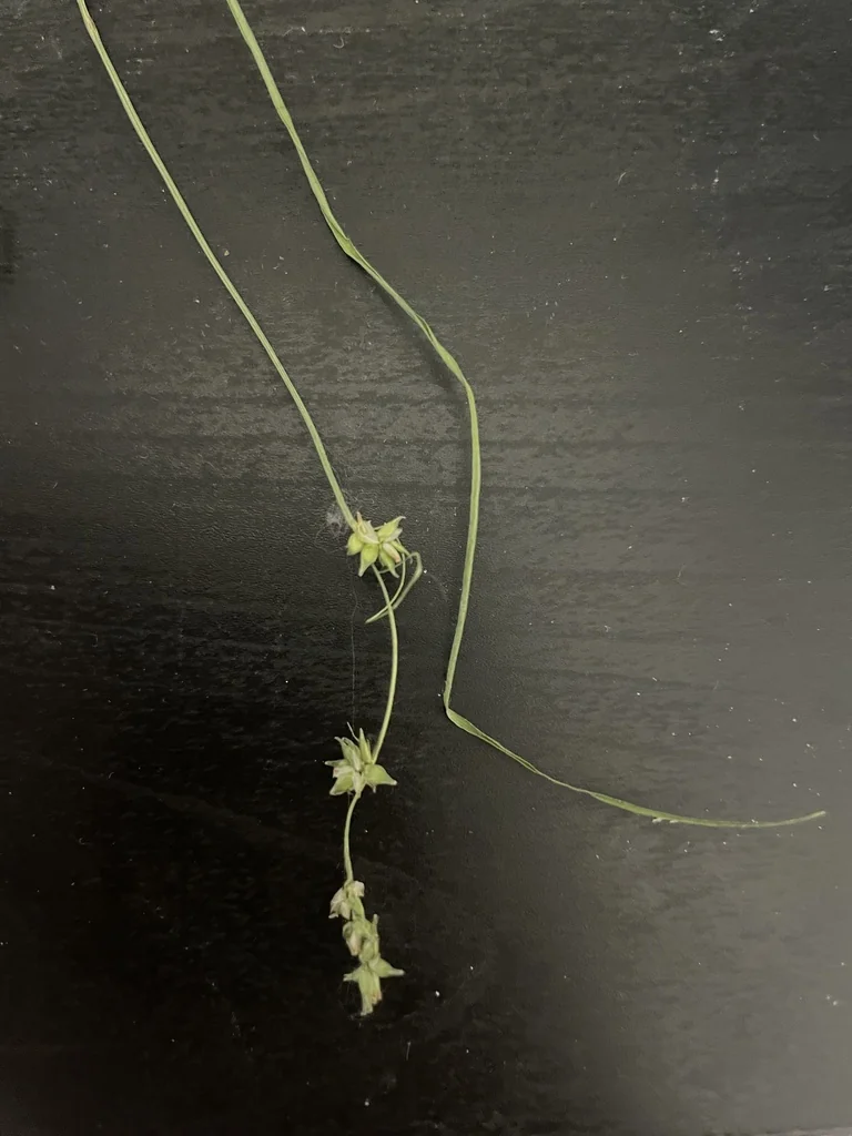 Carex Radiata