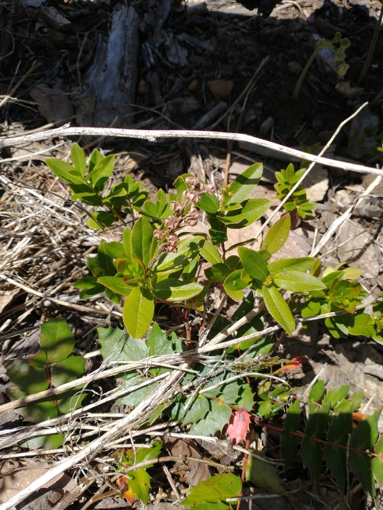 Kalmiopsis Leachiana