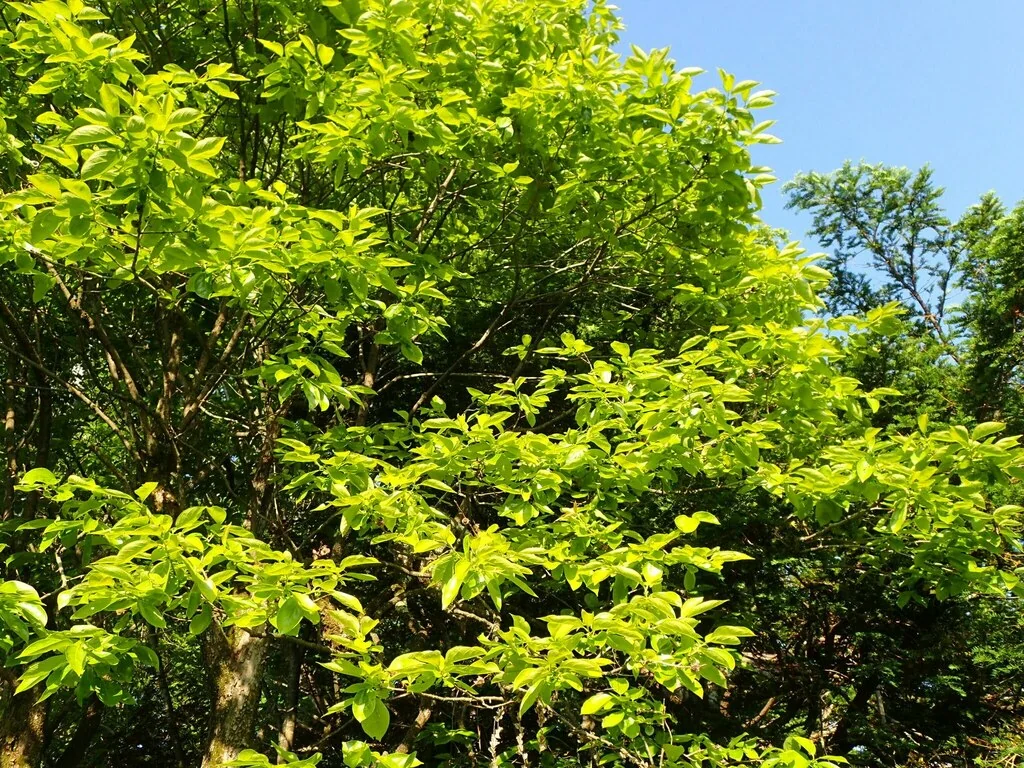 Diospyros Kaki