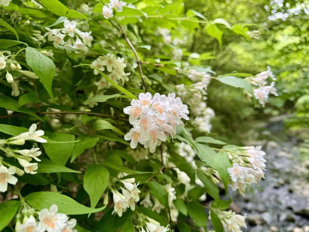 Kolkwitzia Amabilis