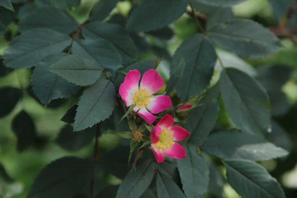 Rosa Glauca