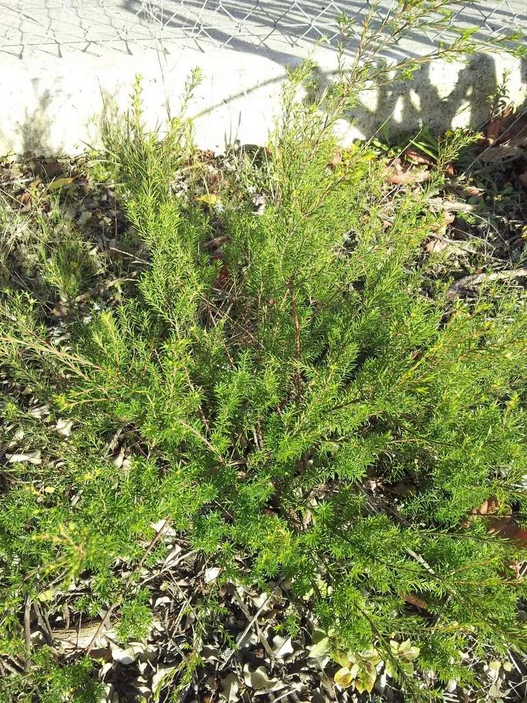 Coleonema Pulchellum