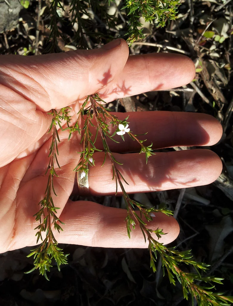 Coleonema Pulchellum
