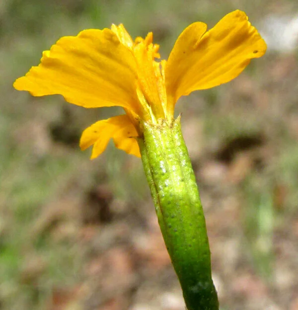 Tagetes Lucida
