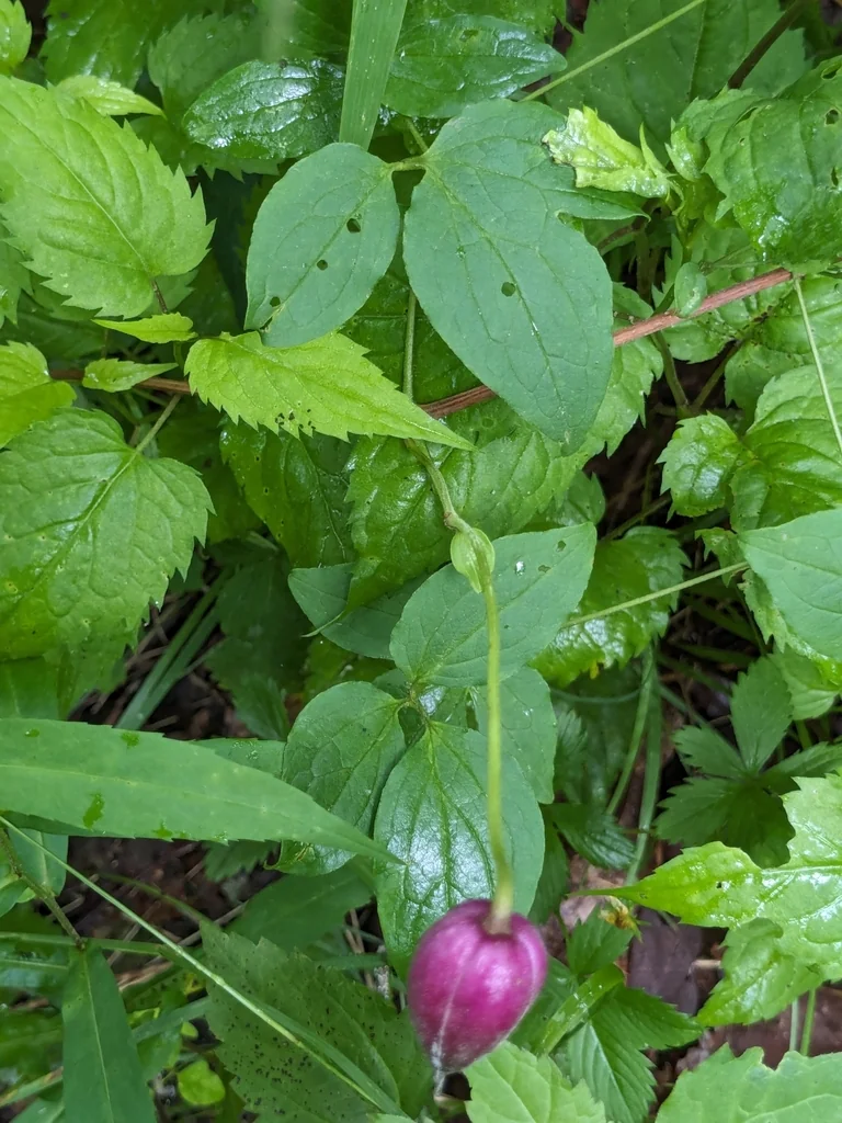 Clematis Viorna
