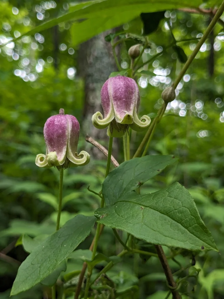 Clematis Viorna