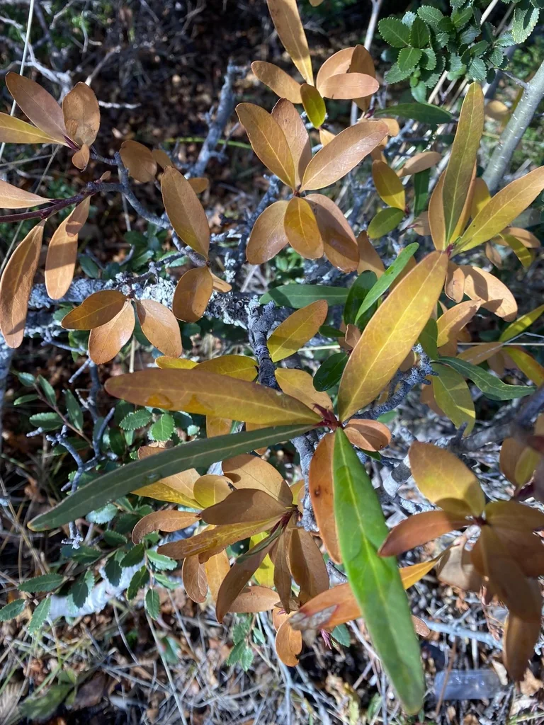 Embothrium Coccineum