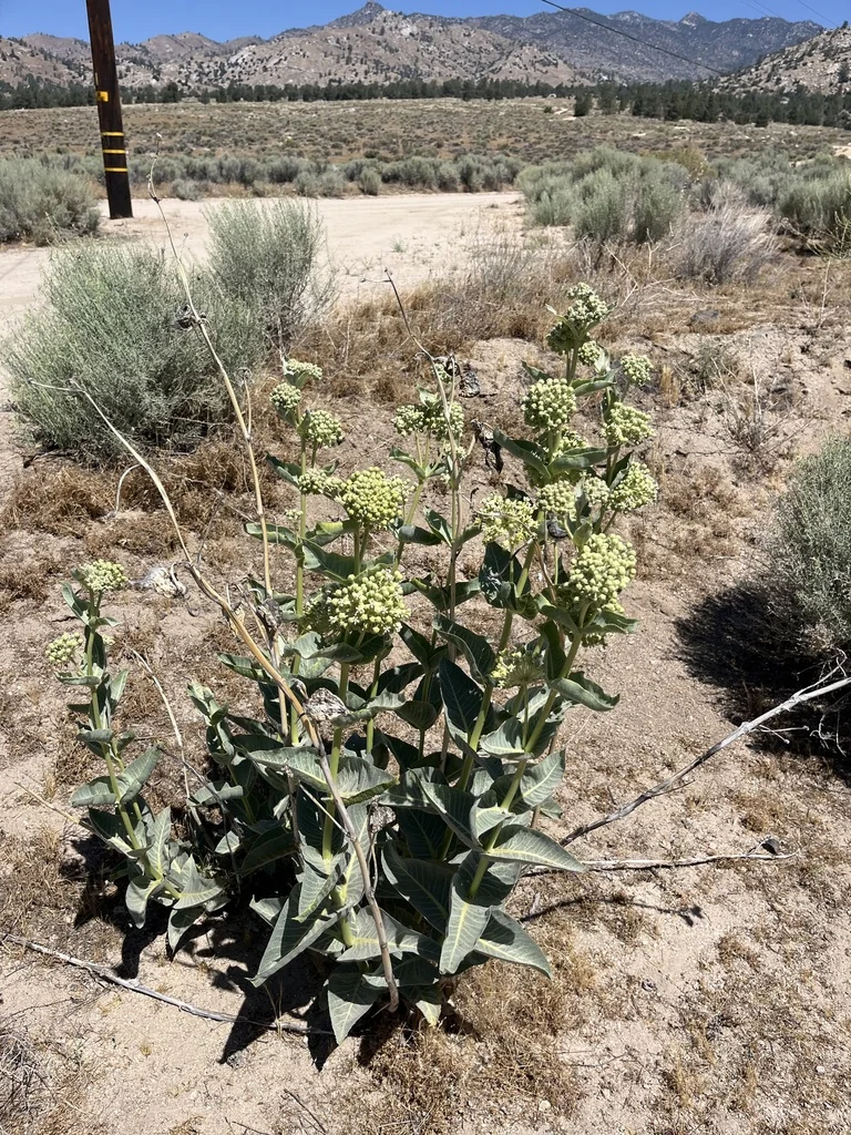 Asclepias Erosa
