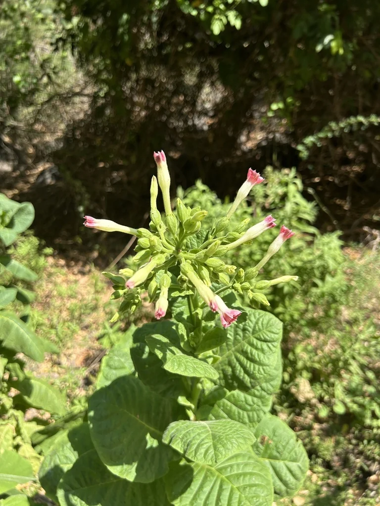 Nicotiana Tabacum