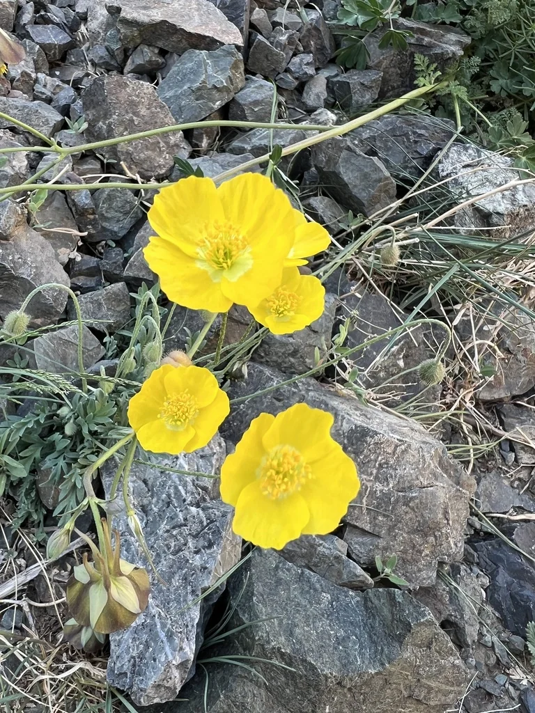 Papaver Nudicaule