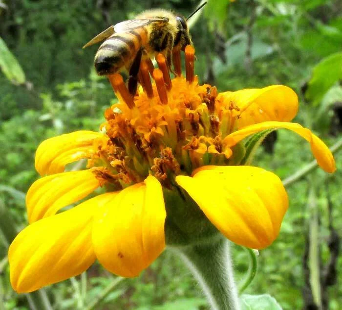 Tithonia Rotundifolia