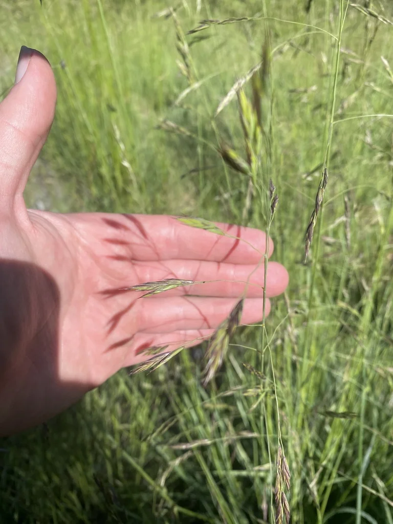 Festuca Californica