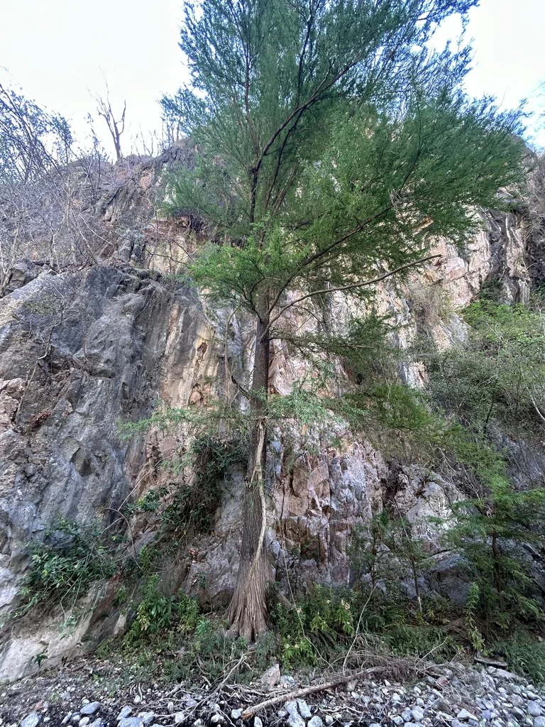 Taxodium Mucronatum
