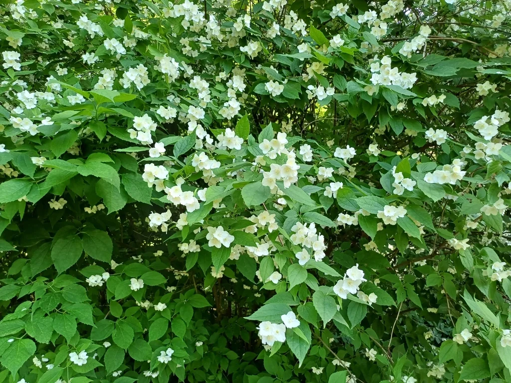 Philadelphus Coronarius