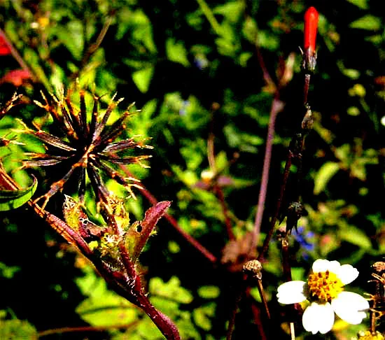 Bidens ferulifolia