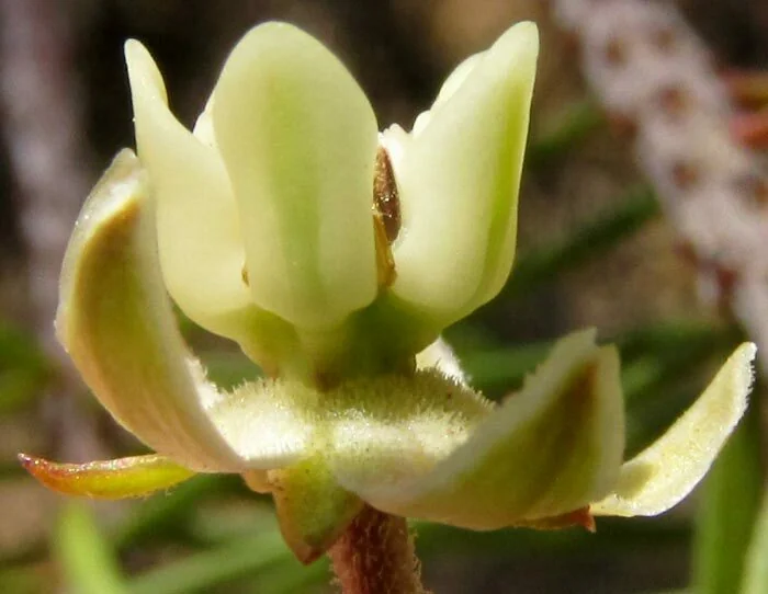 Asclepias Linaria