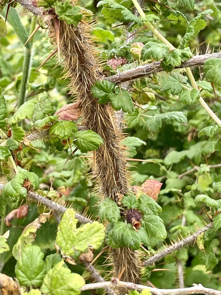 Ribes Menziesii