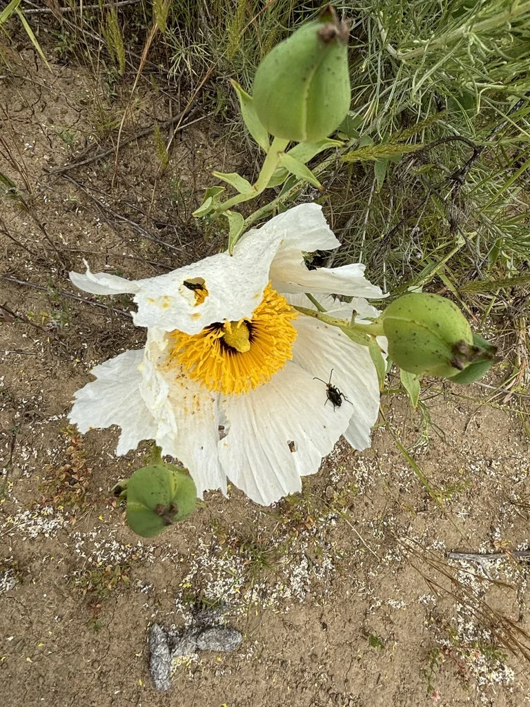 Romneya Coulteri